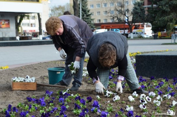 Як заквітчують центральну площу Луцька. ФОТО