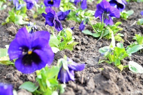 Як заквітчують центральну площу Луцька. ФОТО