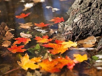 Погода в Луцьку та Волинській області на завтра, 9 листопада