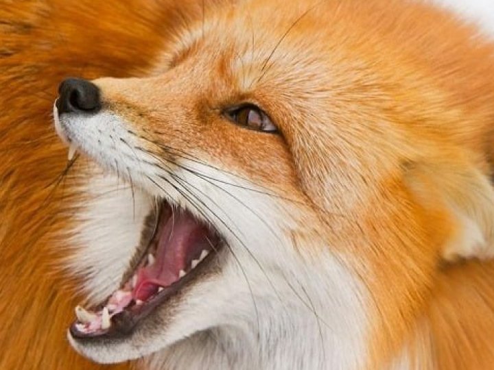 У селі на Волині запровадили карантин через лисицю зі сказом