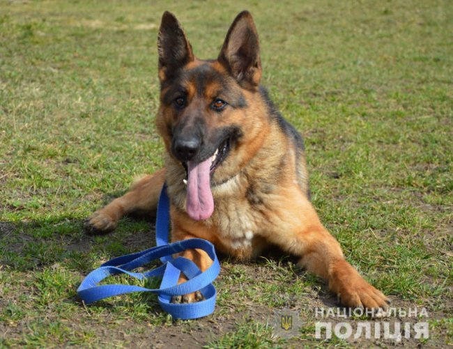 Як живеться хвостатим «службовцям» у кінологічному центрі волинської поліції