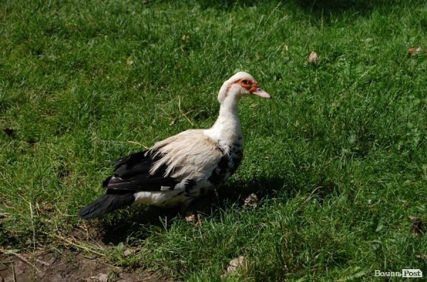 Луцький зоопарк планували розширити ще за Кривицького. ФОТО