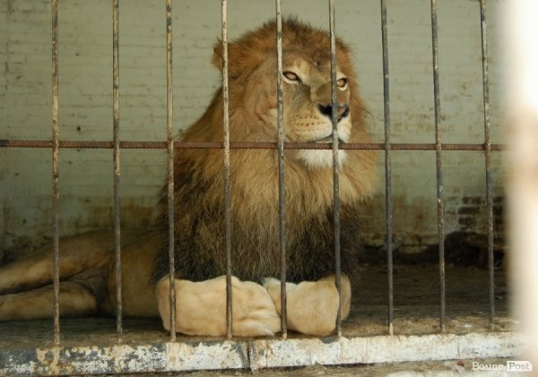 Луцький зоопарк планували розширити ще за Кривицького. ФОТО