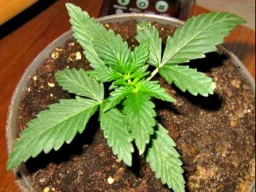 Волинянин вдома вирощував коноплю