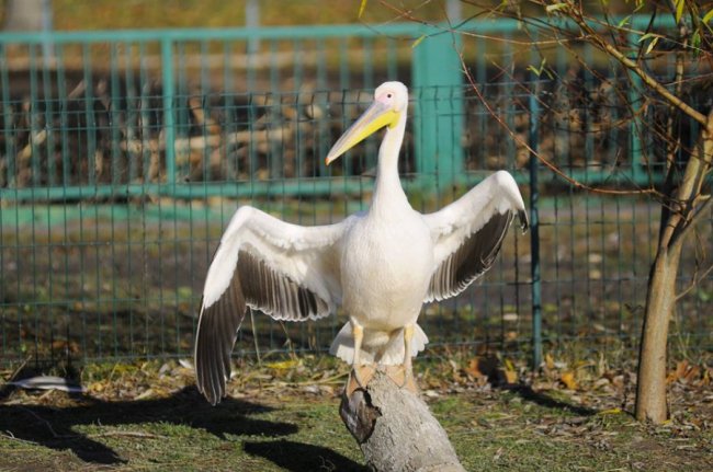 Мешканці Луцького зоопарку – в очікуванні зими. ФОТО