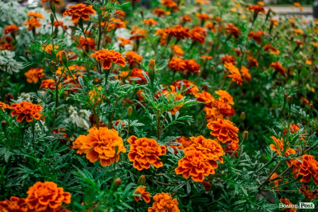 Барвиста краса: літній Луцьк потопає у квітах. ФОТО