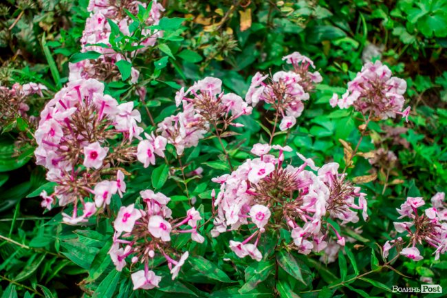 Барвиста краса: літній Луцьк потопає у квітах. ФОТО