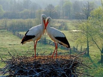 Беци, боцюни і палачінта: найцікавіші діалекти Західної України