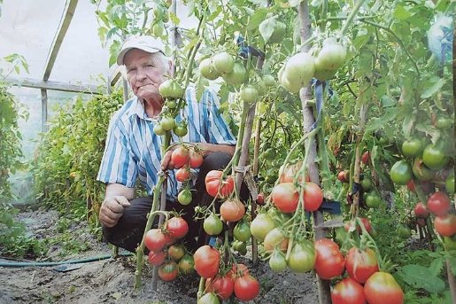 Як волинський атовець з батьком стали «помідорними магнатами»