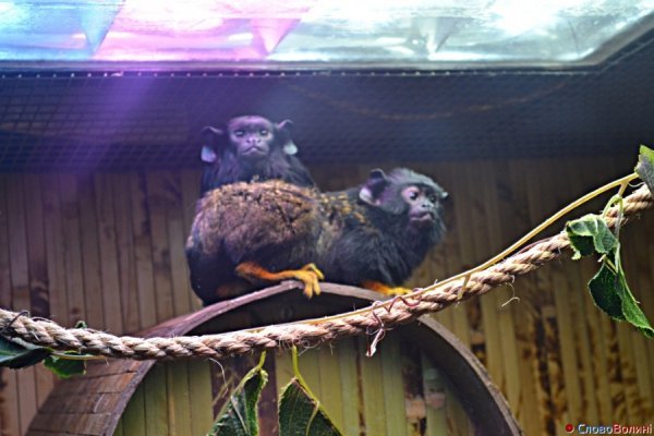 У Луцьку ‒ виставка мавп. ФОТО. ВІДЕО
