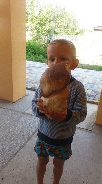 Волинянин знайшов у лісі велетенського гриба