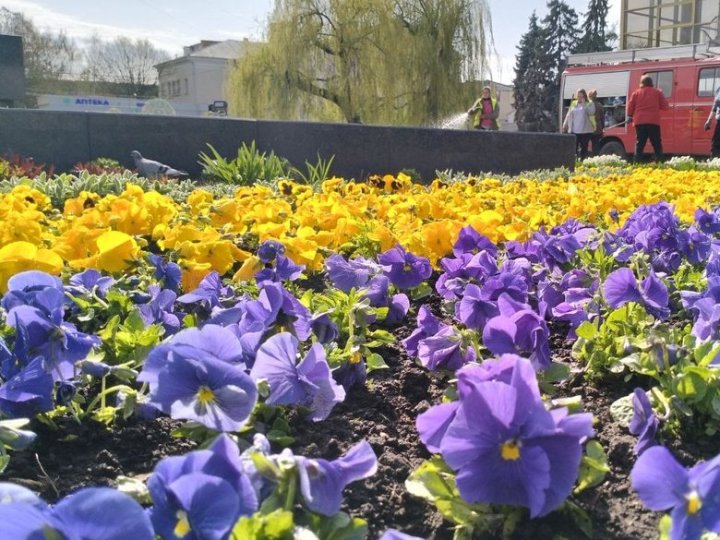 Скільки коштує висадити клумби з «братиками» у Луцьку