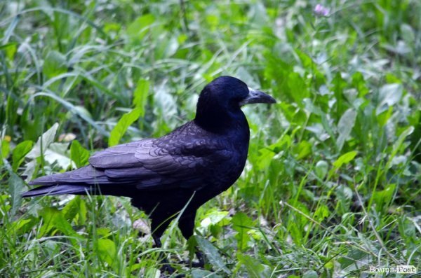 Лучани винесли 150 мішків сміття з скверу Героїв Майдану. ФОТО 