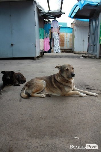 Старий ринок Луцька бунтує: хочуть працювати на День міста. ФОТО 