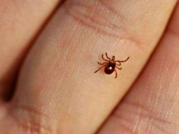 Вкусив кліщ: як його витягнути та що робити, щоб не захворіти? ВІДЕО