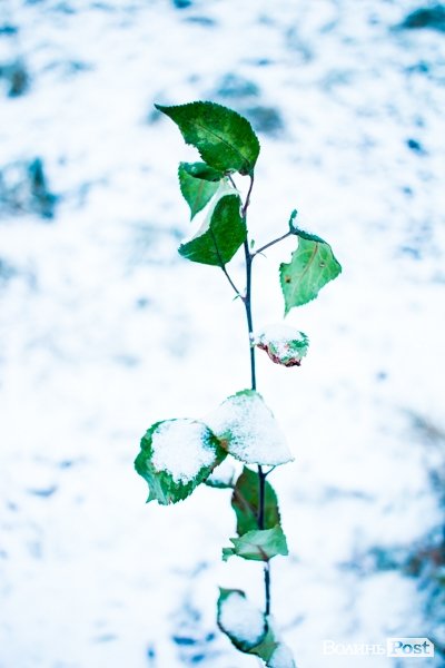 Парк 900-річчя Луцька під першим снігом. ФОТО