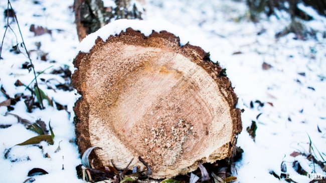 Парк 900-річчя Луцька під першим снігом. ФОТО
