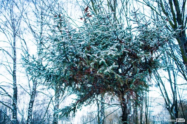 Парк 900-річчя Луцька під першим снігом. ФОТО