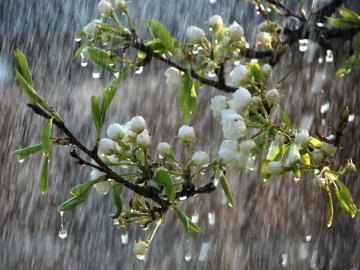 Ймовірні дощі та посилення вітру: синоптик розповіла, якою буде погода 13 травня у західних областях 