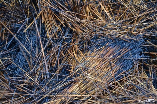 Що залишилося від маєтку Василя Столяра. ФОТО