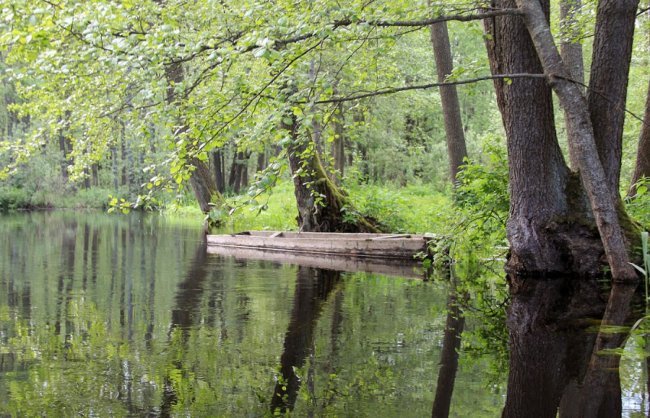 Волинський фотограф показав красу «високої води» річки Стохід. ФОТО