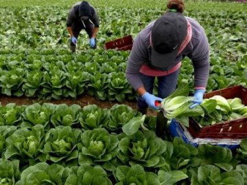 У Польщі та Чехії підвищили зарплати українським заробітчанам: вакансій стало більше