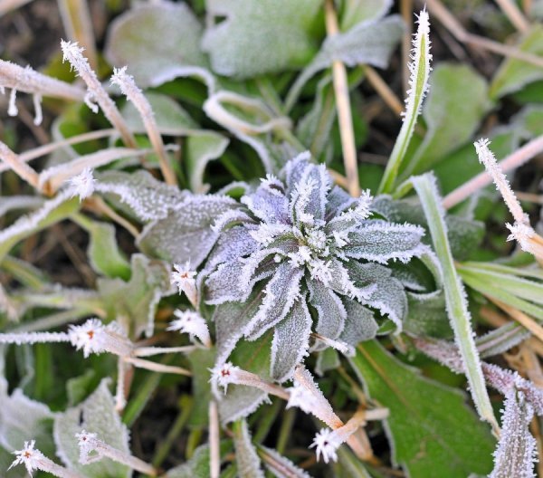 Волинь в льодяному тумані. ФОТО