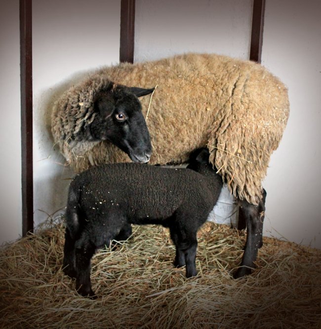 Шопка із живими ягнятами і святкові вогні: частину промислової вулиці у Луцьку перетворили на яскраву локацію