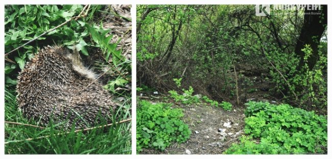 Луцьк неохайний: як після Великодня загидили місто