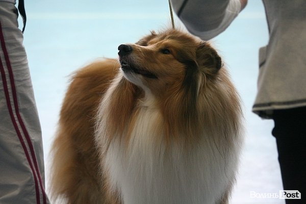 У Луцьку – виставка собак. ФОТО