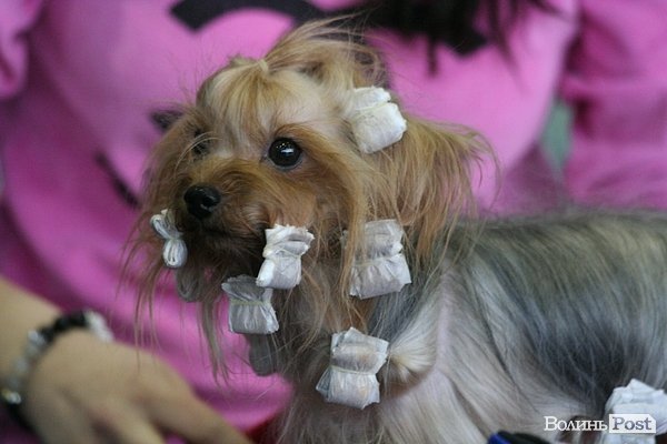 У Луцьку – виставка собак. ФОТО