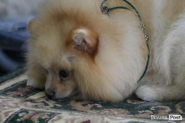 У Луцьку – виставка собак. ФОТО