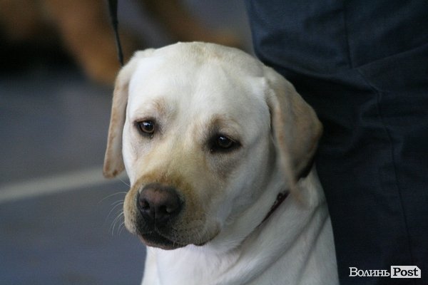 У Луцьку – виставка собак. ФОТО