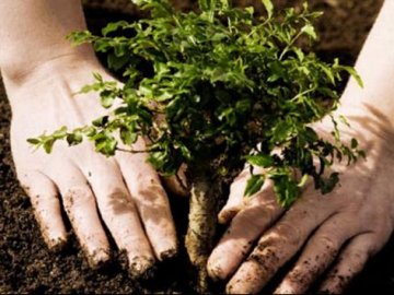Міненерго хоче за день висадити 5 мільйонів дерев