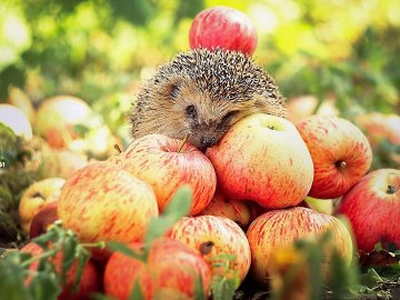 15 жовтня  – яке сьогодні свято: традиції, заборони і прикмети 