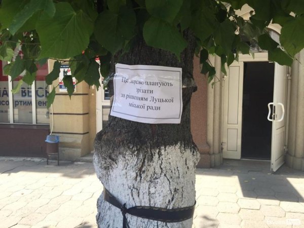 У центрі Луцька з'явились «дерева в траурі». ФОТО