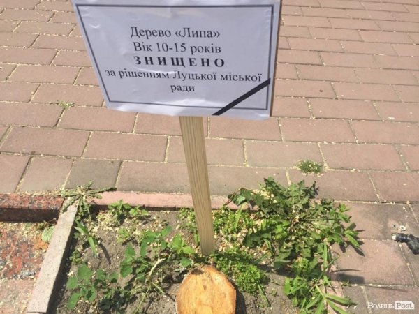 У центрі Луцька з'явились «дерева в траурі». ФОТО
