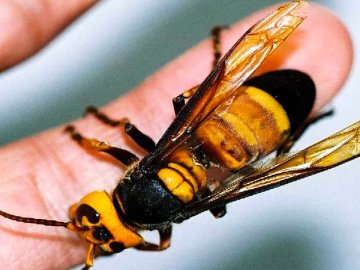 На Волині рятувальники знищили величезне кубло шершнів