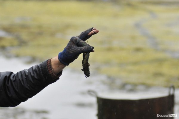 Як чистять ставки в Теремно. ФОТО