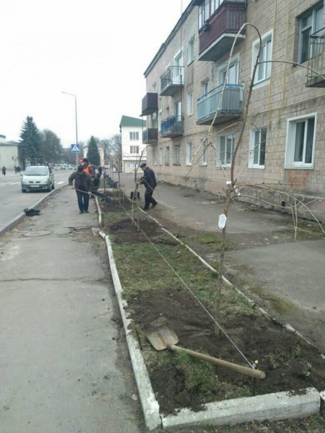 У місті на Волині висадили алею сакур. ФОТО