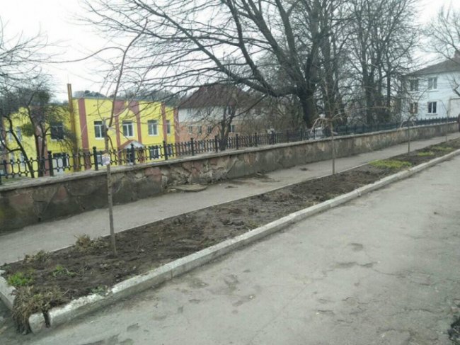 У місті на Волині висадили алею сакур. ФОТО