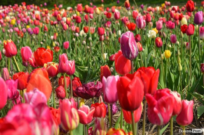 «Квітка, як і людина, має душу». На Волині розпочався фестиваль тюльпанів. ФОТО