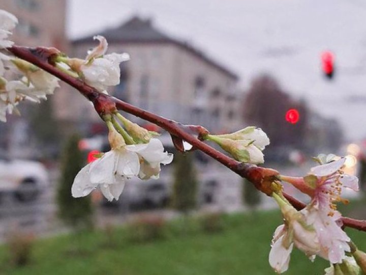 Чому в Луцьку розцвіли сакури в листопаді