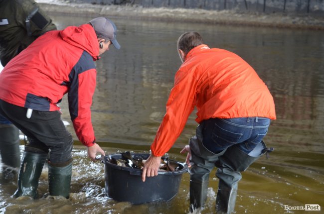 Щука, короп і судак: у луцький Стир випустили тисячі рибин. ФОТО
