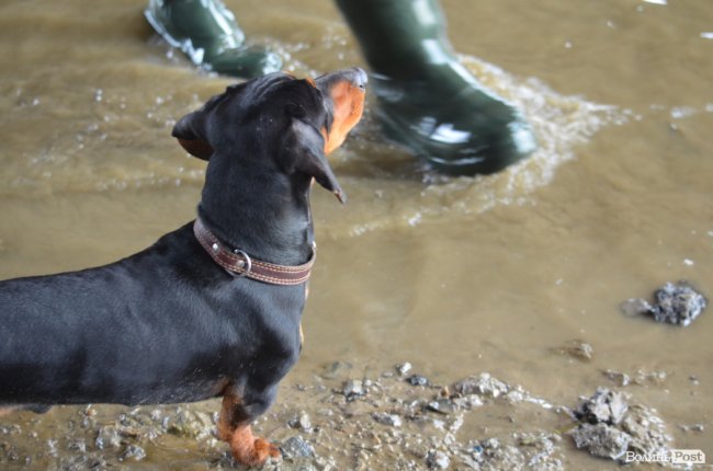 Щука, короп і судак: у луцький Стир випустили тисячі рибин. ФОТО