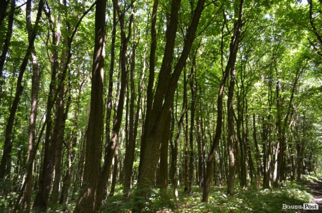 Коркове дерево та величні дуби: як на Волині приживаються «незвичні» дерева
