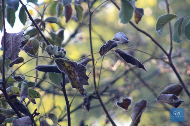 Атмосферні світлини морозного ранку у волинському місті. ФОТО