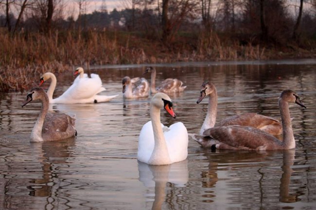 Як на волинському озері зимують лебеді. ФОТО