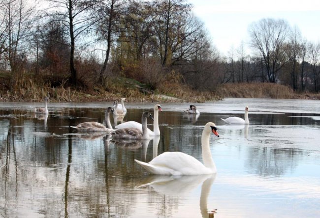 Як на волинському озері зимують лебеді. ФОТО