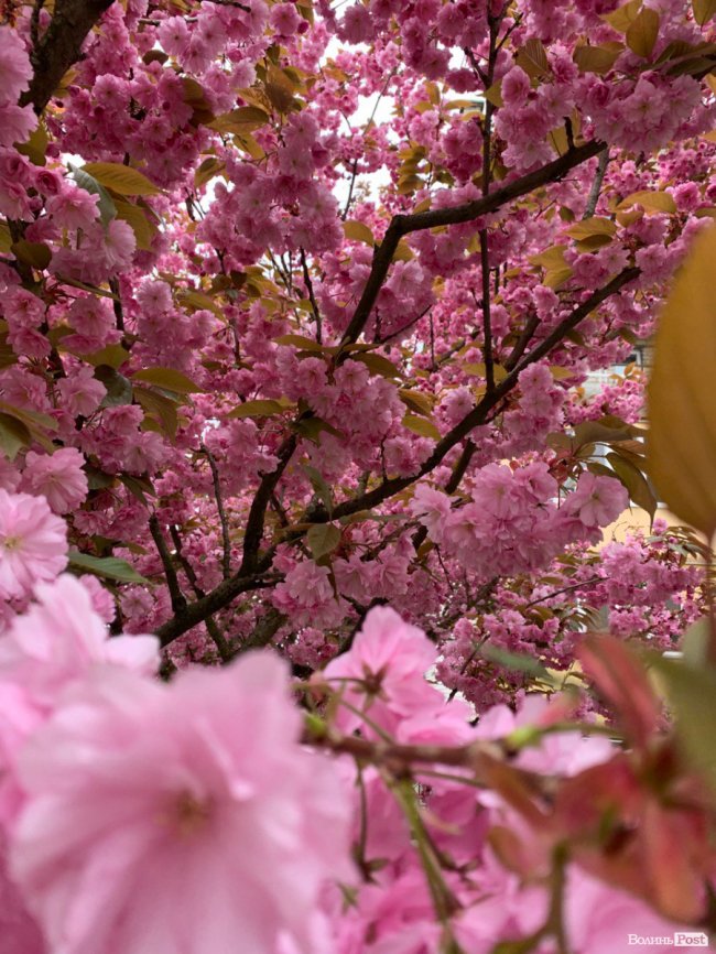 Де лучанам помилуватися сакурами та зробити неймовірні фото. ЛОКАЦІЇ